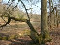2009-04-02 15-21-14 Poigny la Foret CGn